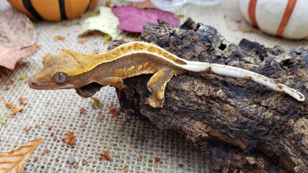 crested gecko