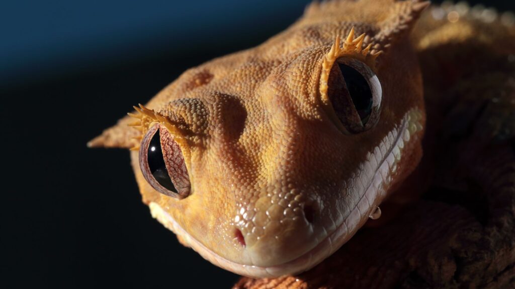 crested gecko
