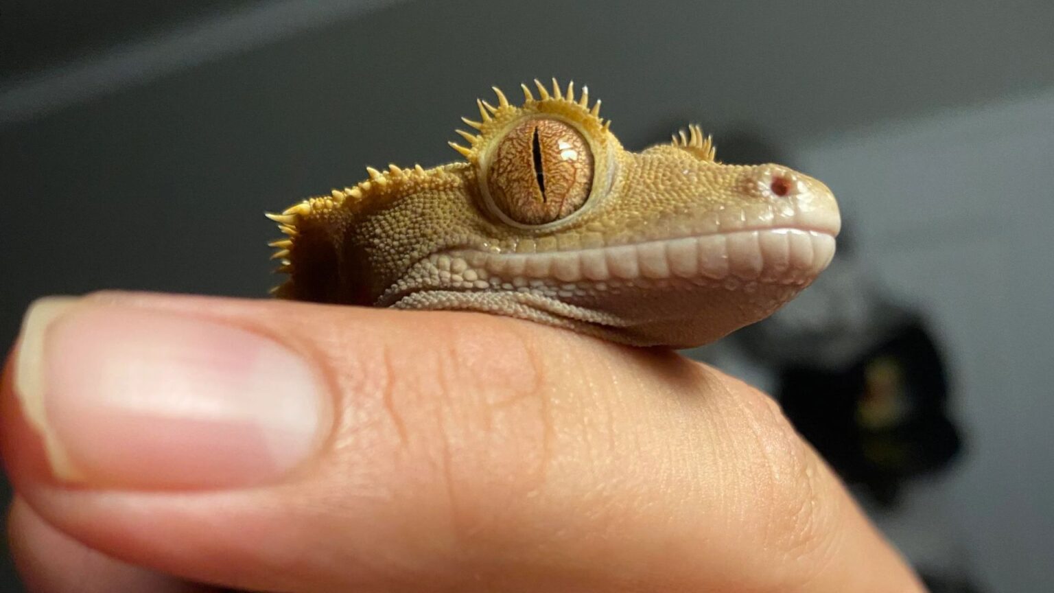 Here’s Why Your Crested Gecko Screams 2024 Pet Engineers