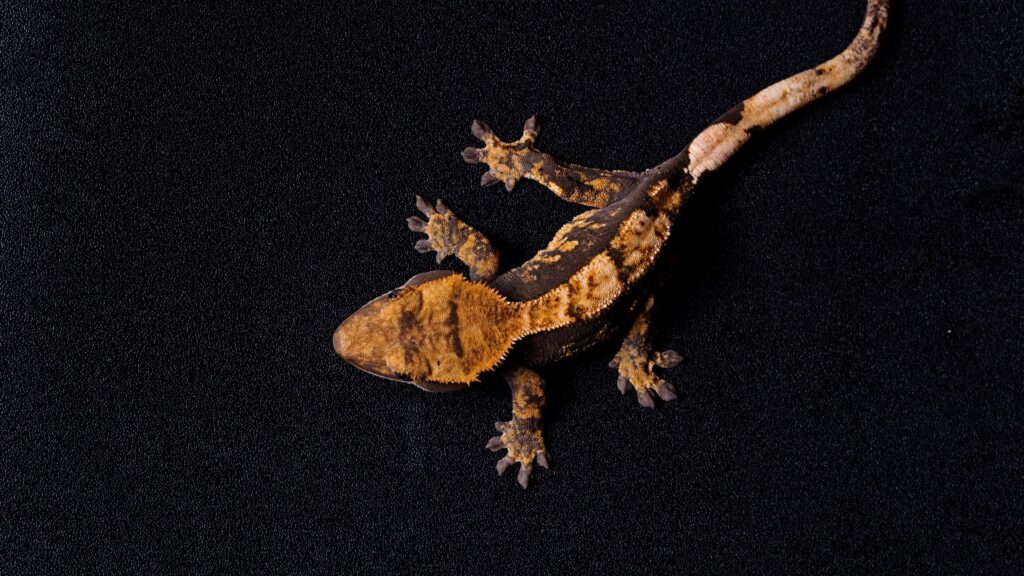 crested gecko