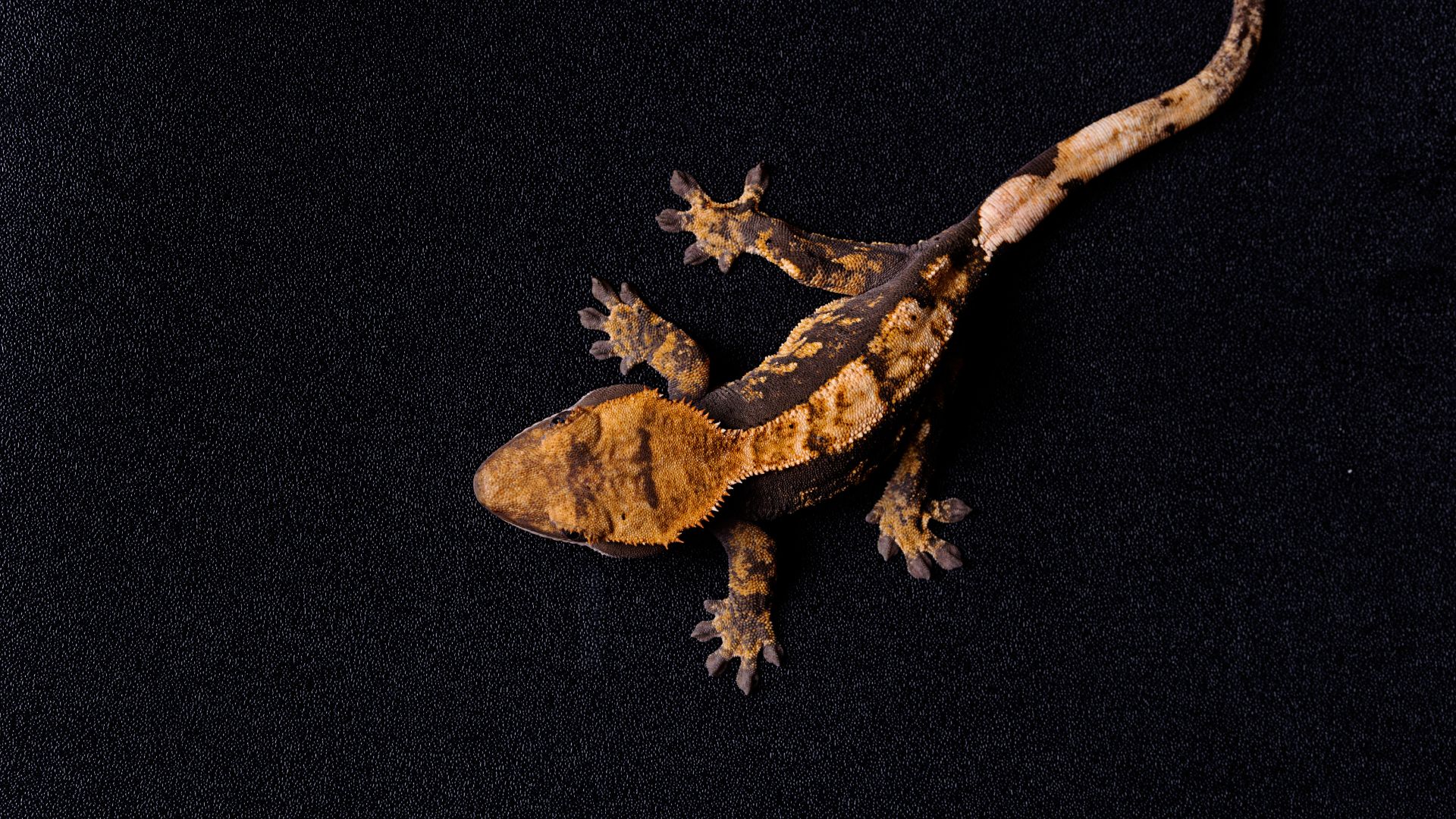 crested gecko