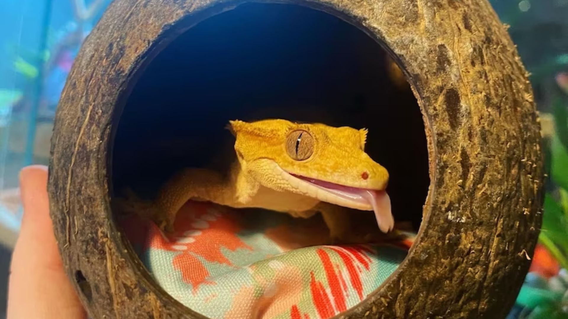 Do Crested Geckos Need A Hide In Their Enclosure Or Not? Pet Engineers