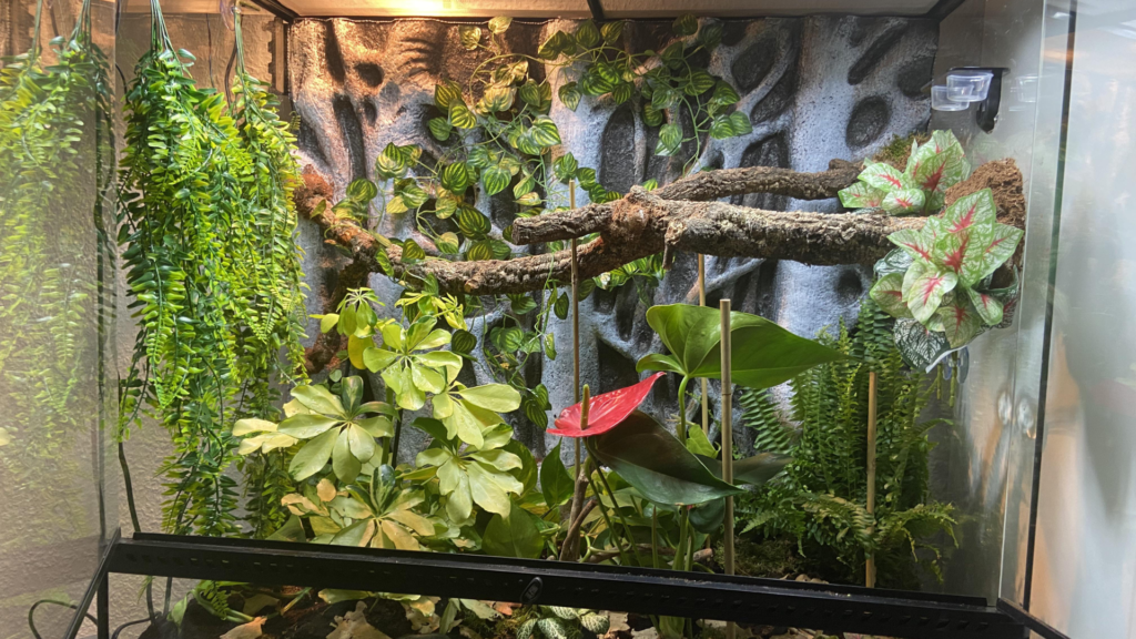crested gecko enclosure