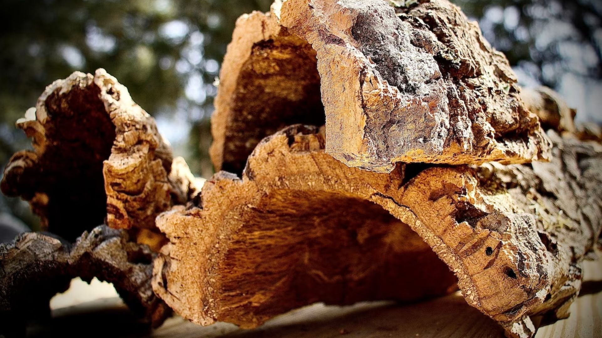 Crested Gecko Accessories & Supplies Your For Guide 2024 Pet Engineers