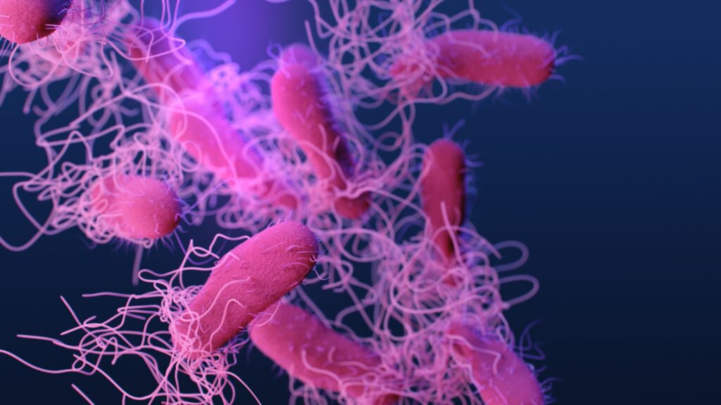 salmonella