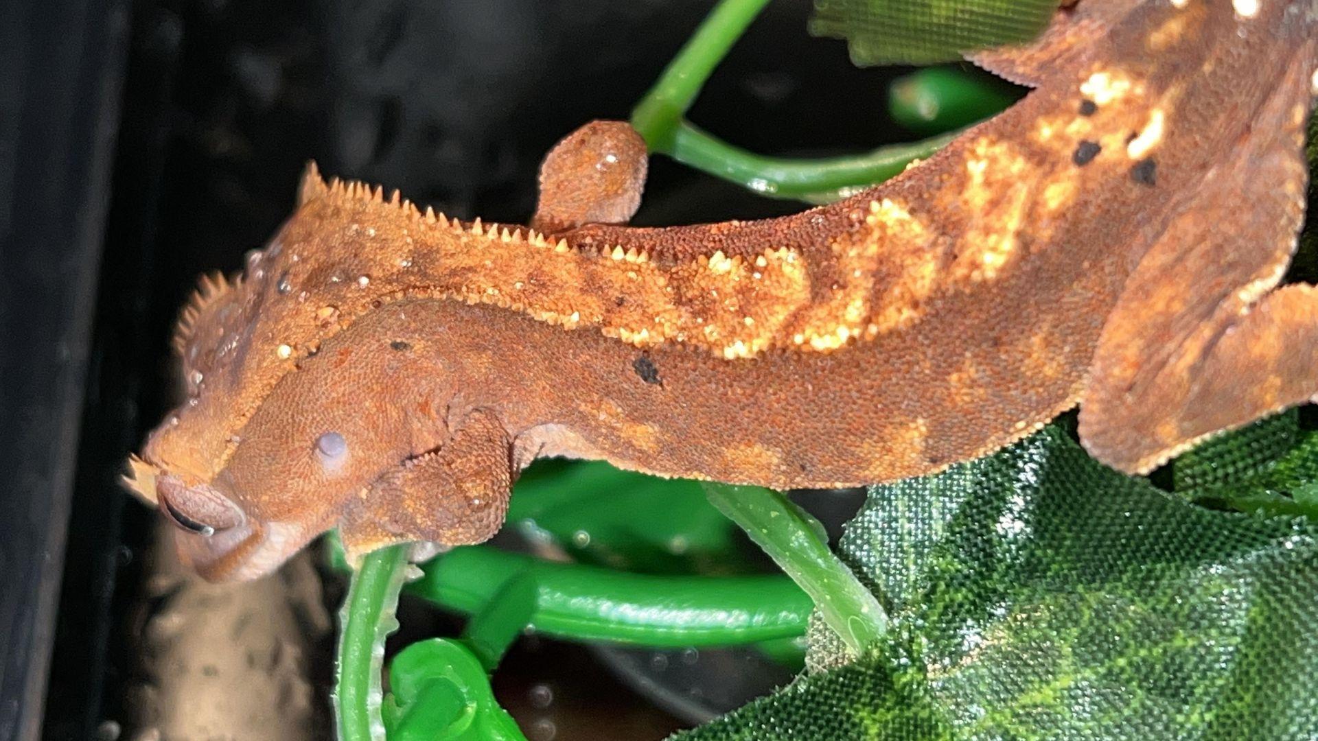 Crested Gecko Morph Guide 20 Types of Crested Gecko Morphs 2024 Pet