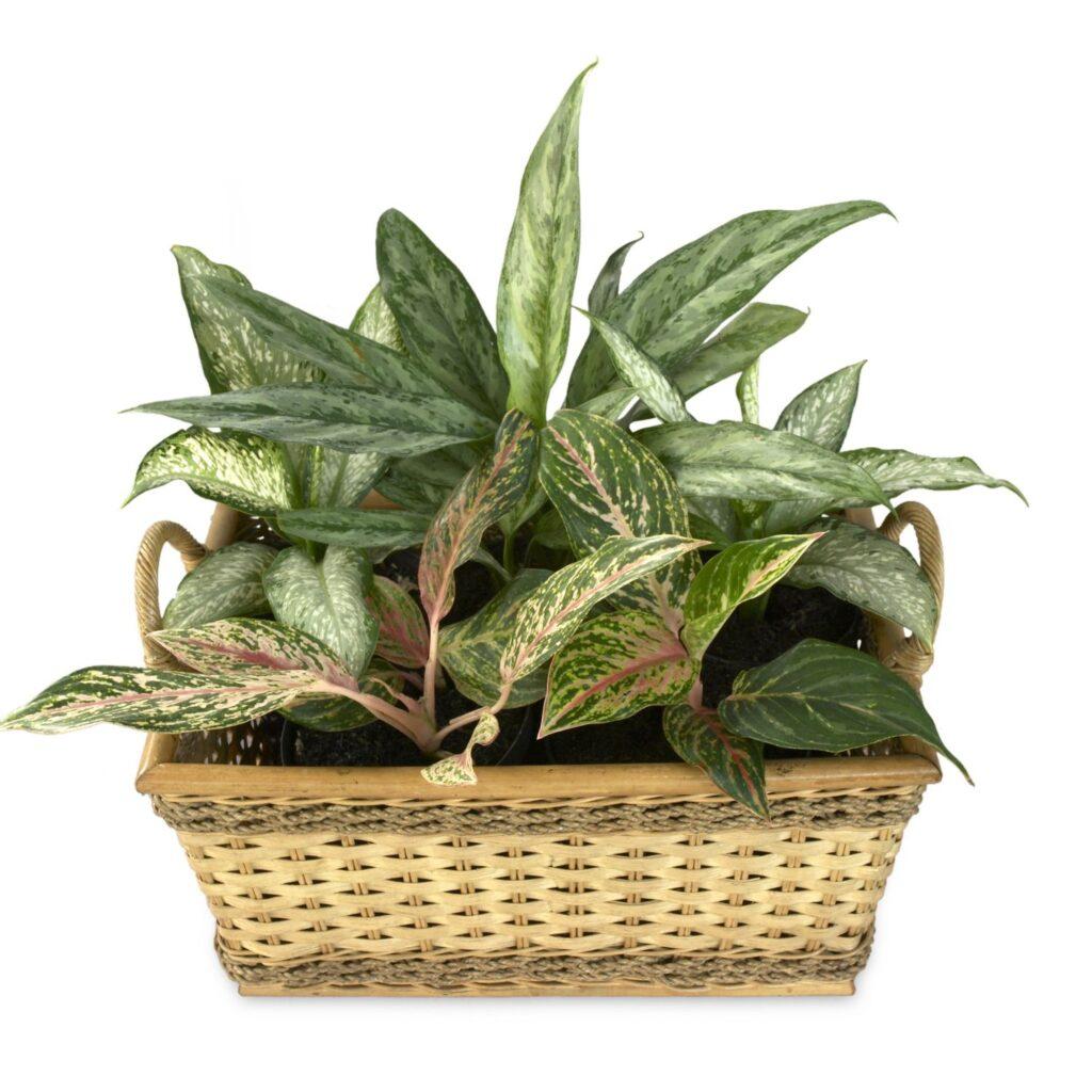 Dieffenbachia