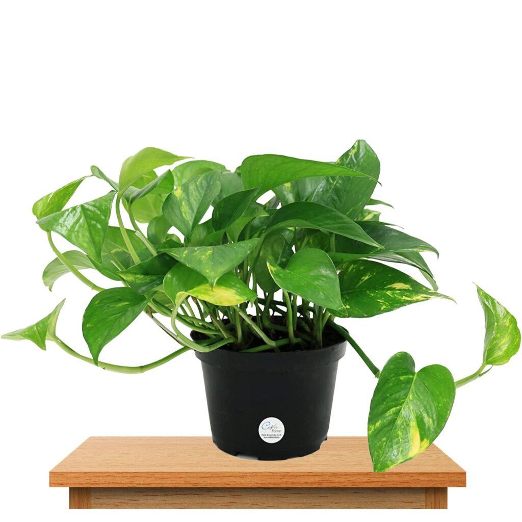 Pothos (Epipremnum Aureum)