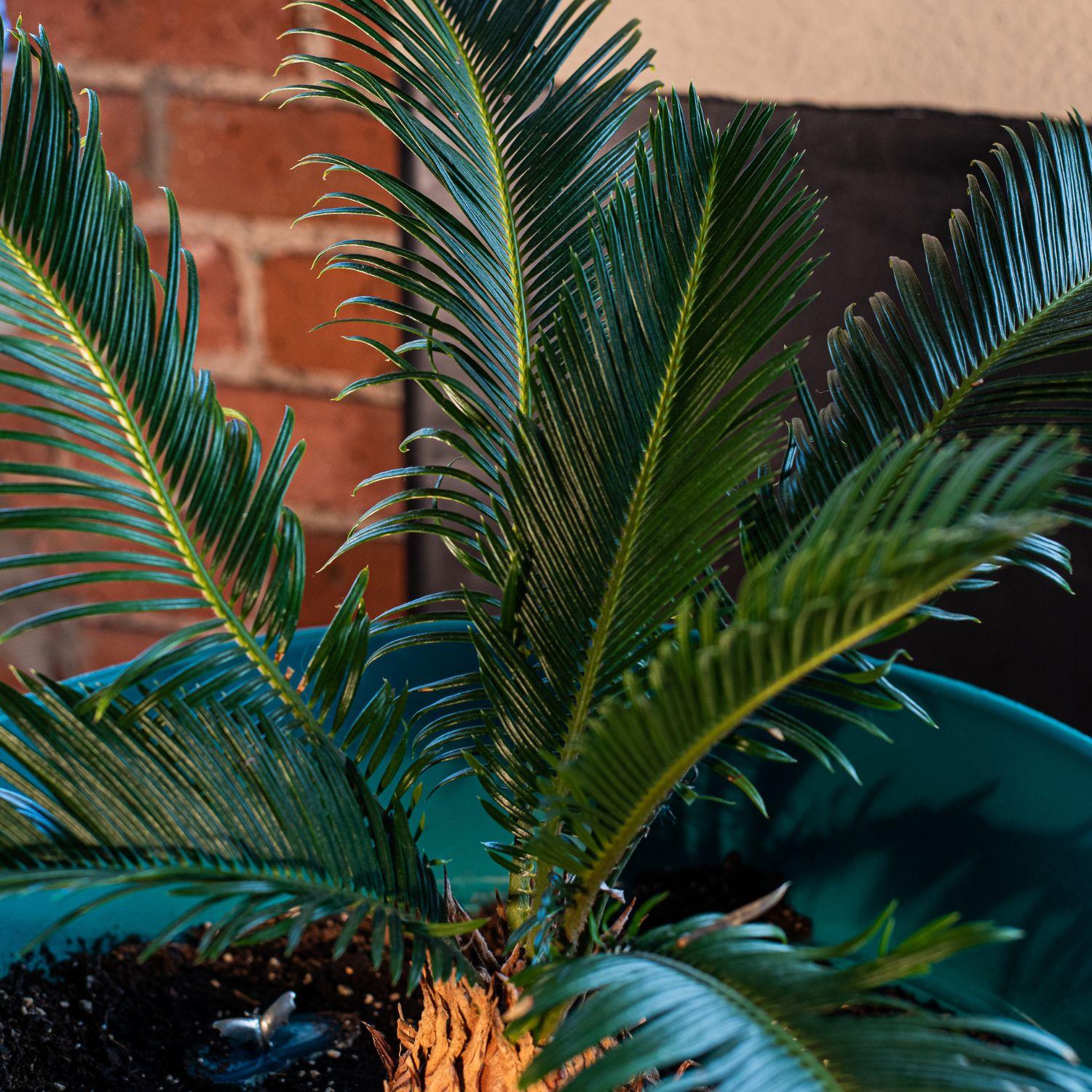 Sago Palm