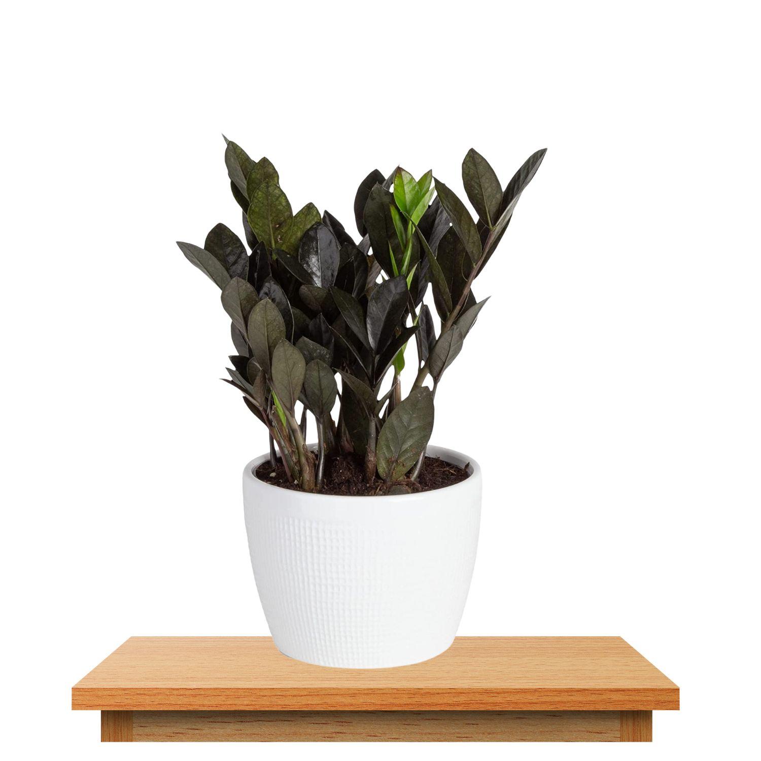 Zamioculcas Zamiifolia (ZZ Plant)