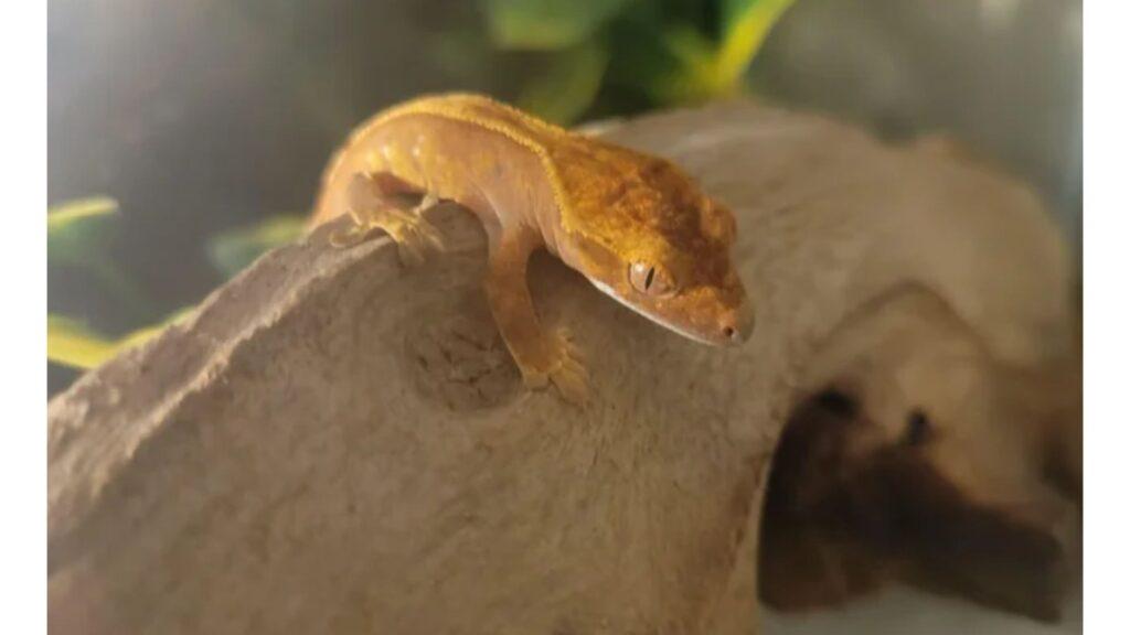 baby crested gecko