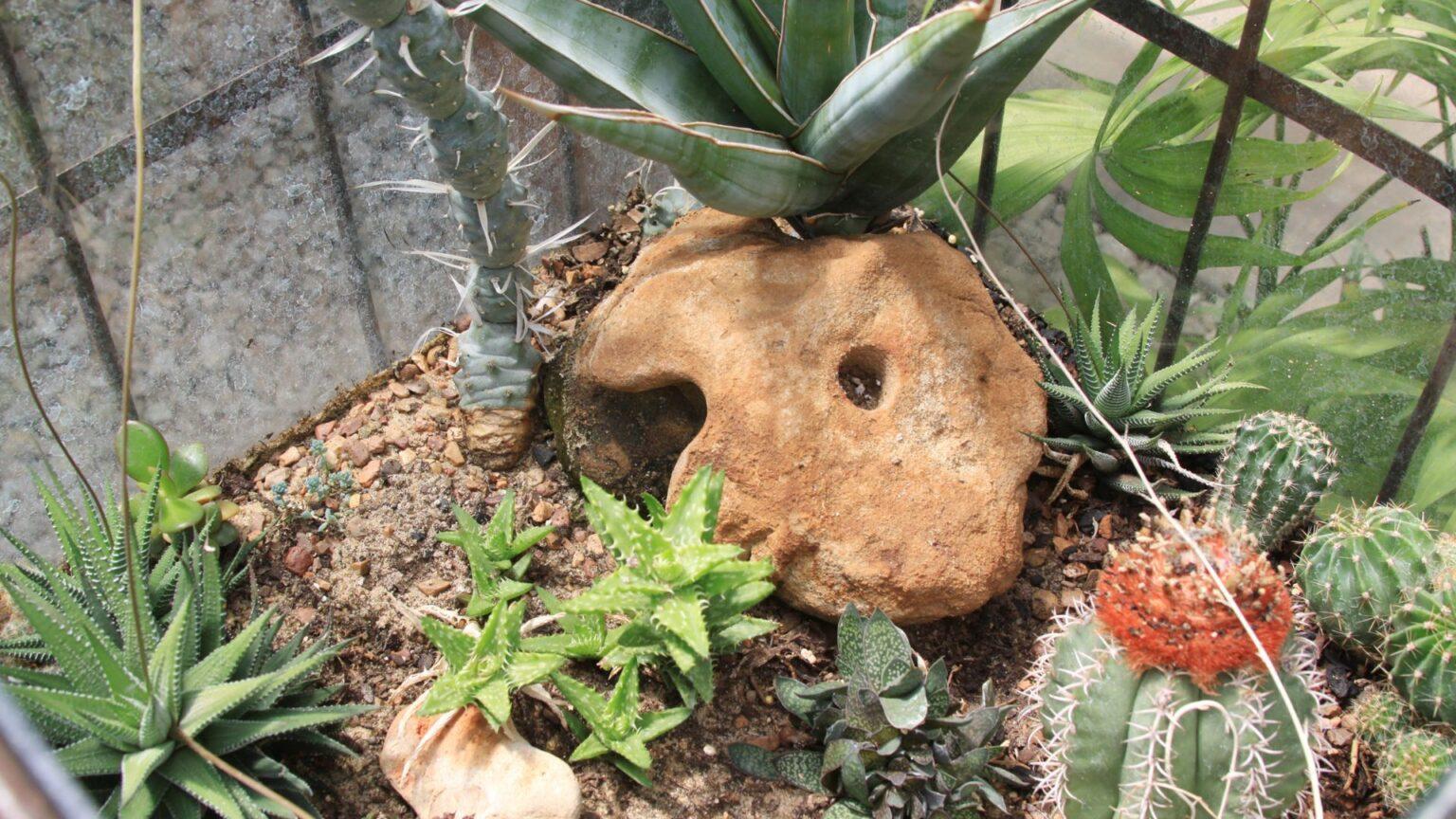 Crested Gecko Safe & Toxic Plant List 2024 Pet Engineers