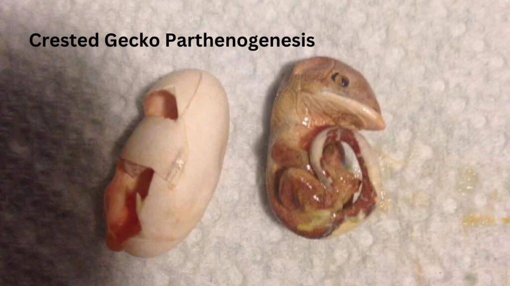 crested gecko Parthenogenesis