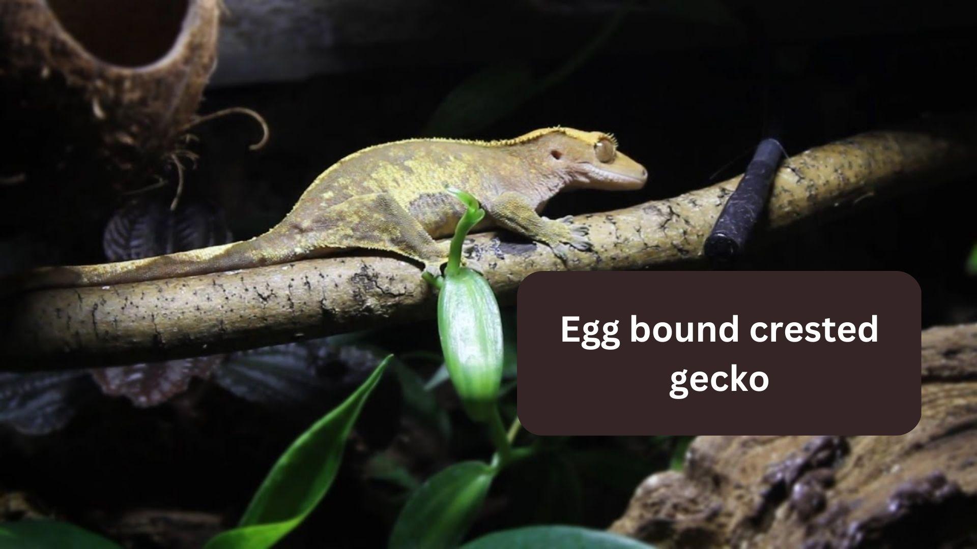 crested gecko egg bound