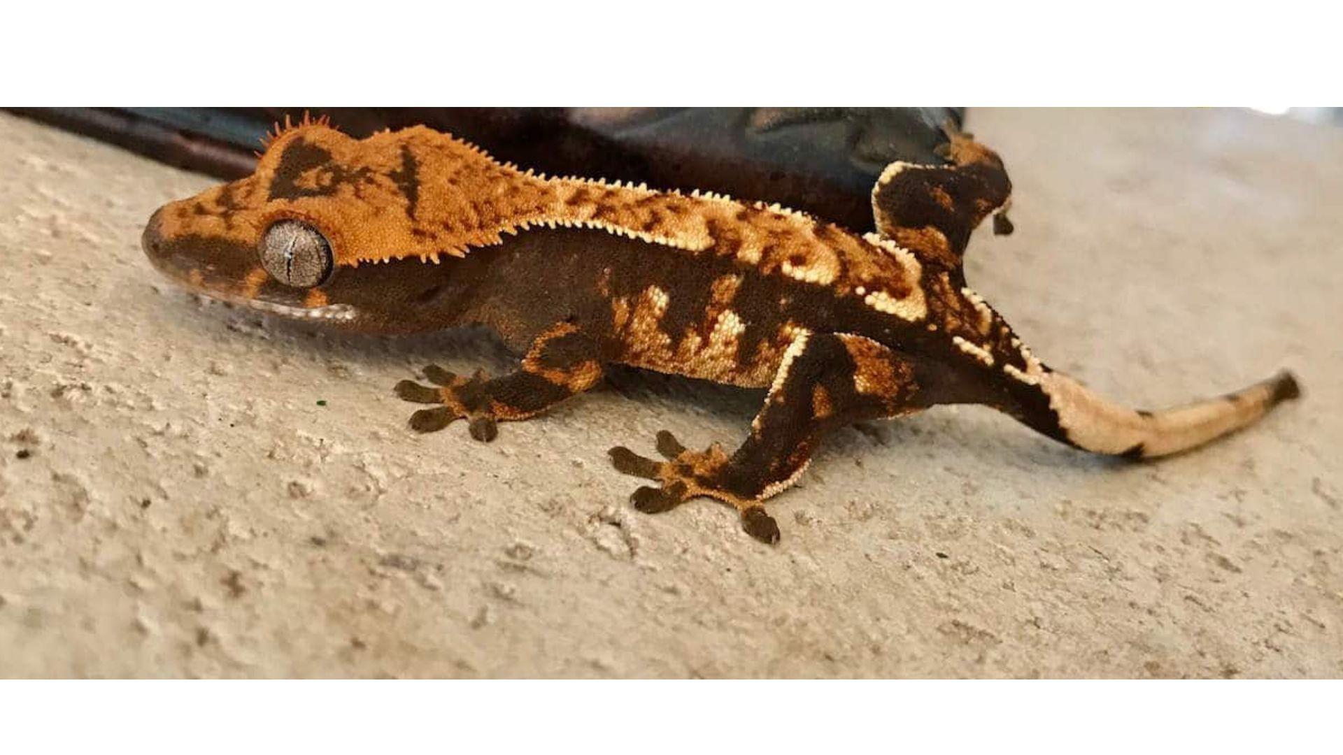 Crested Gecko Morph Guide 20 Types of Crested Gecko Morphs 2024 Pet