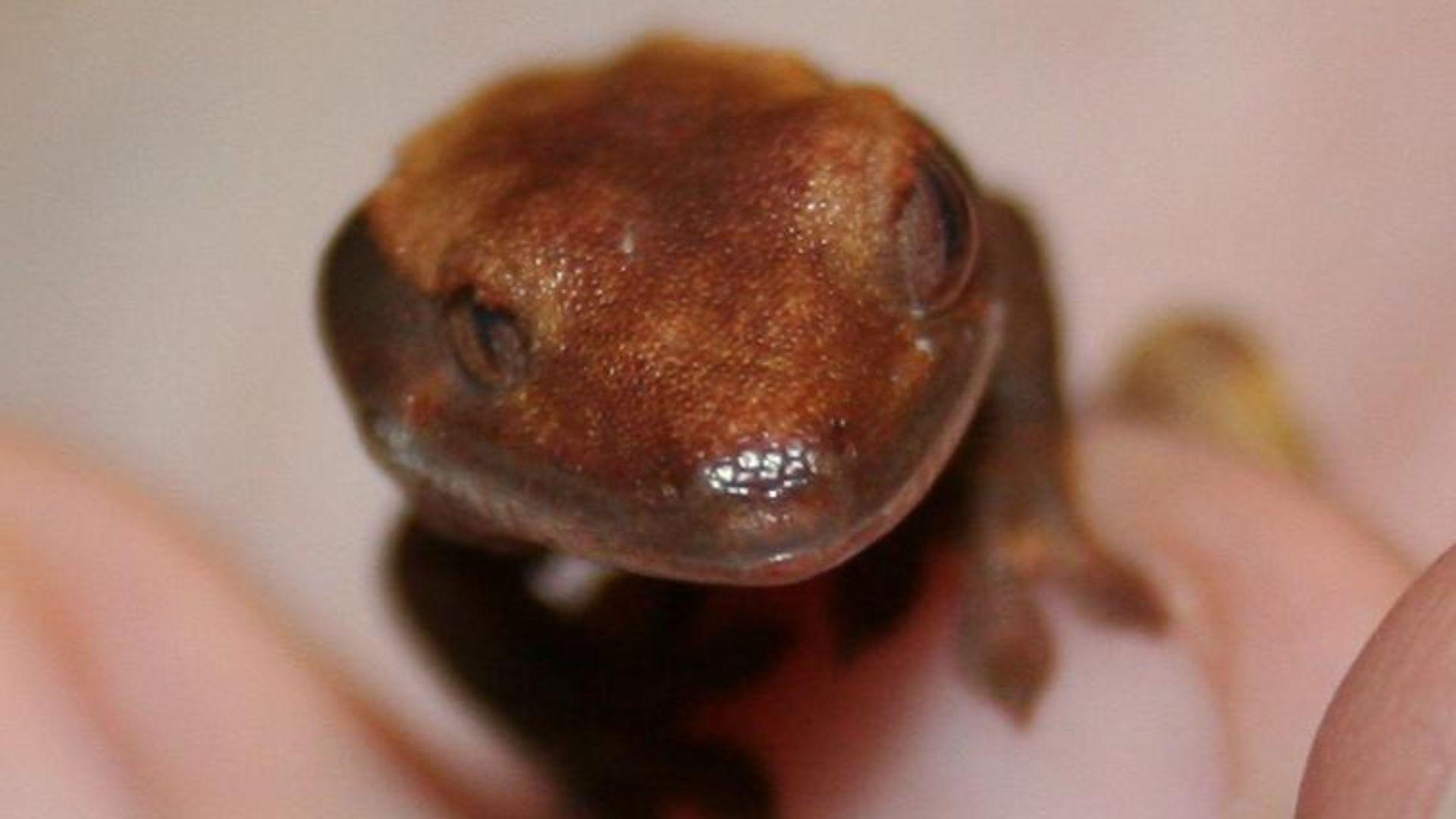 hatchling crested gecko Parthenogenesis