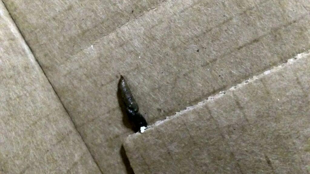 normal crested gecko poop