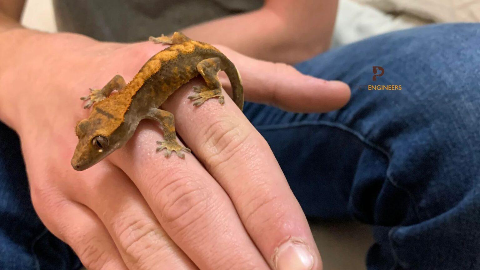 Crested Gecko Morph Guide 20 Types of Crested Gecko Morphs 2024 Pet