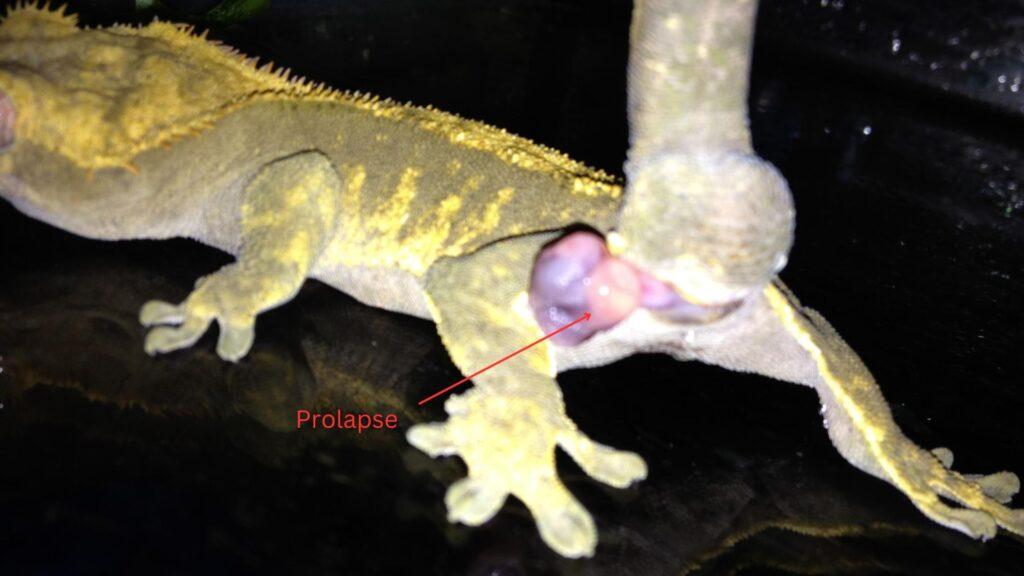 prolapse crested gecko