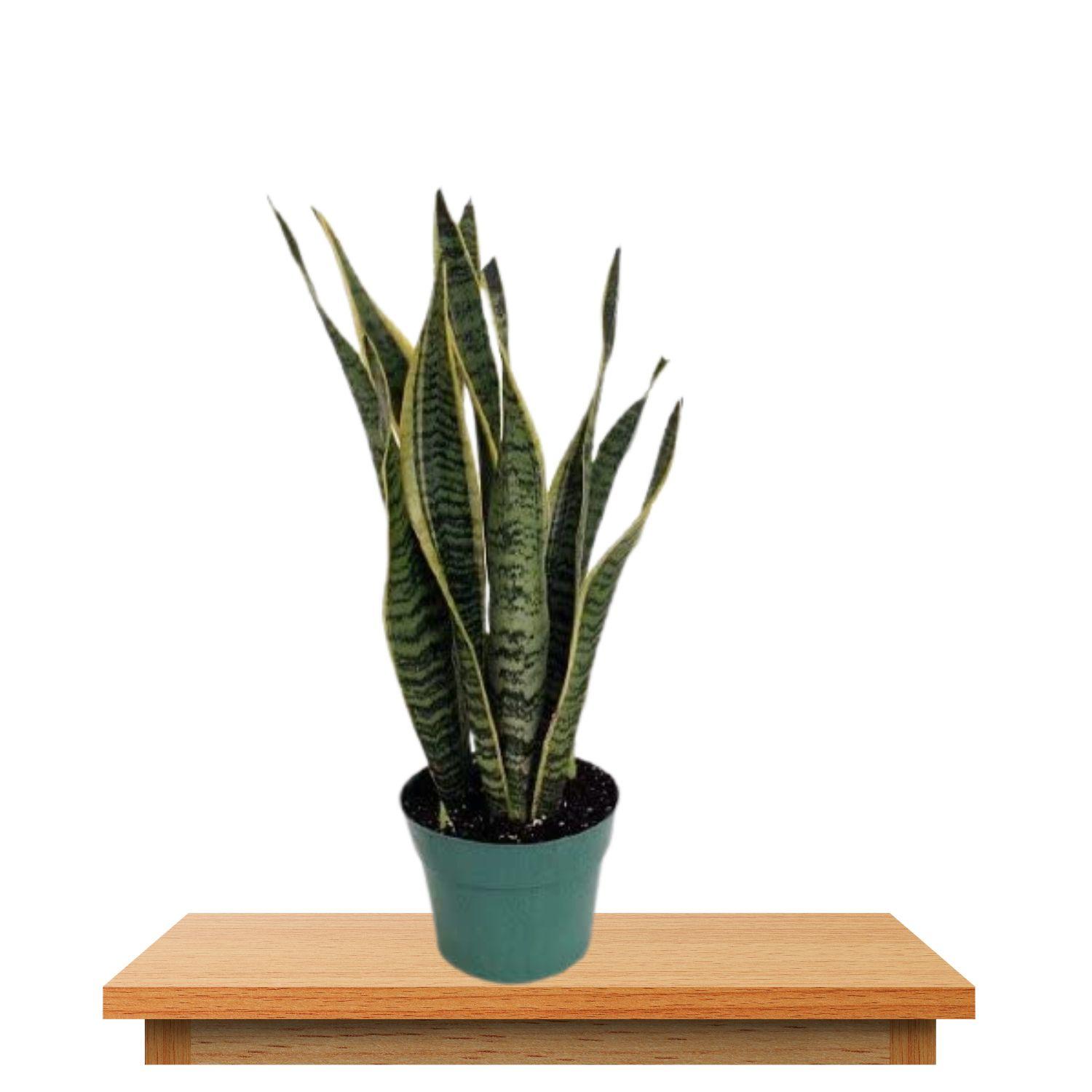 snake plant
