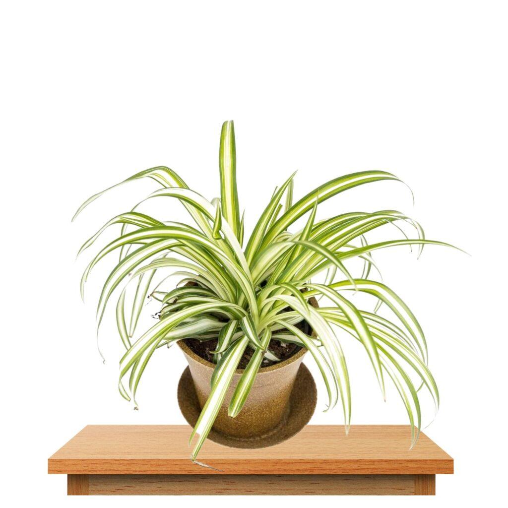 spider plant