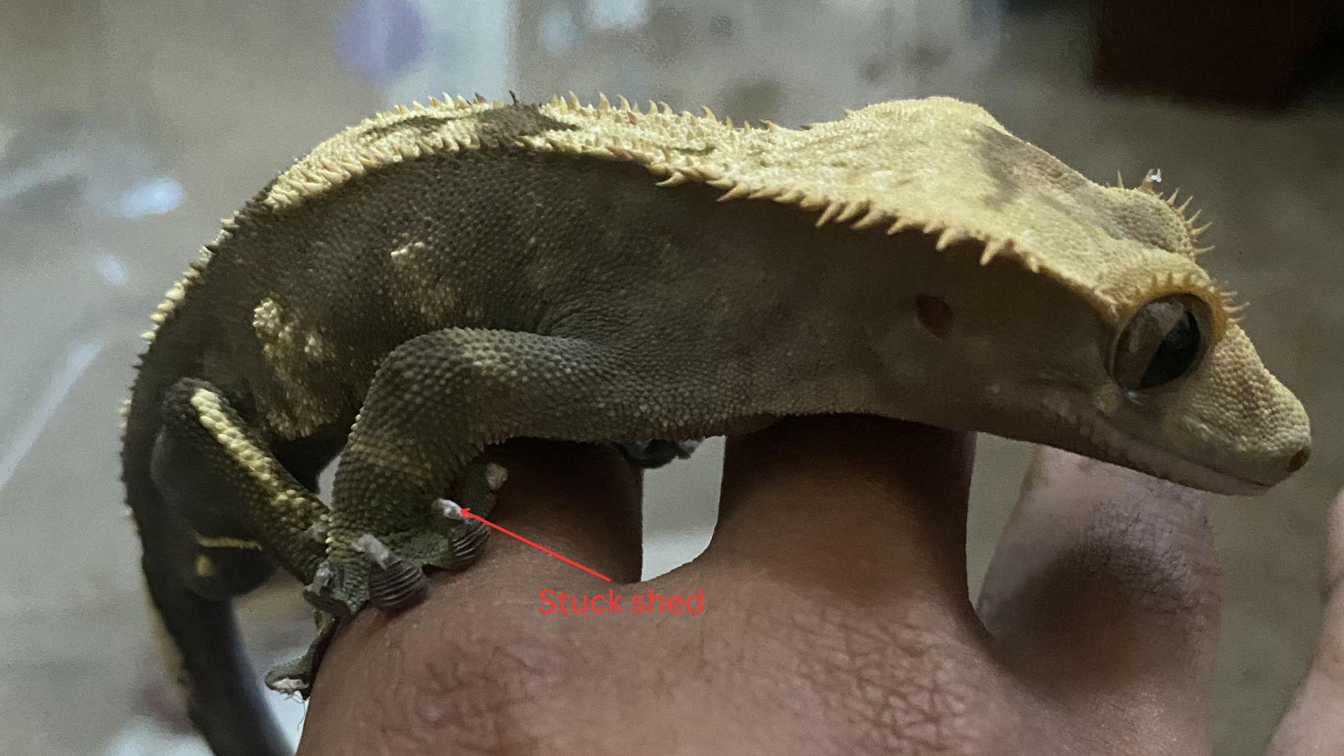 Curated visual reference: Crested Gecko Shedding Guide 101 What To Do When Your Photo Inspiration