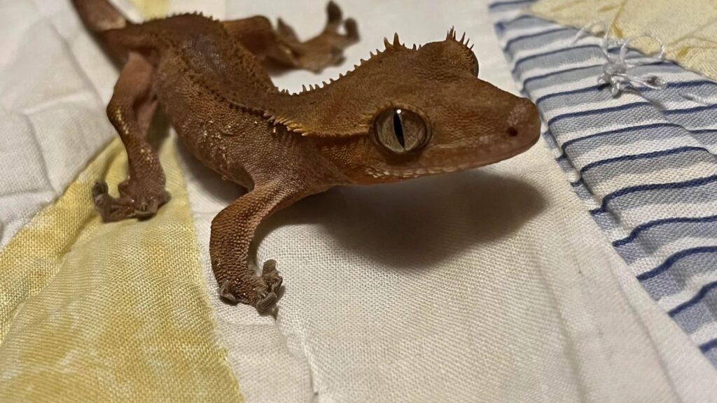 underweight crested gecko