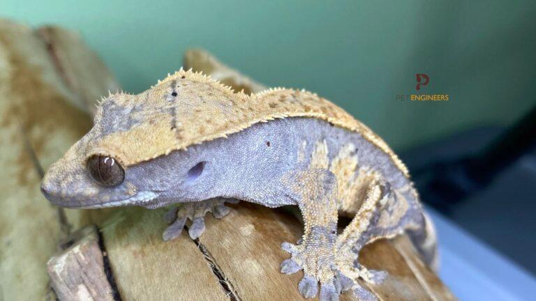 Photo inspiration: Fresh Look at Crested Gecko Shedding Guide 101 What To Do When Your