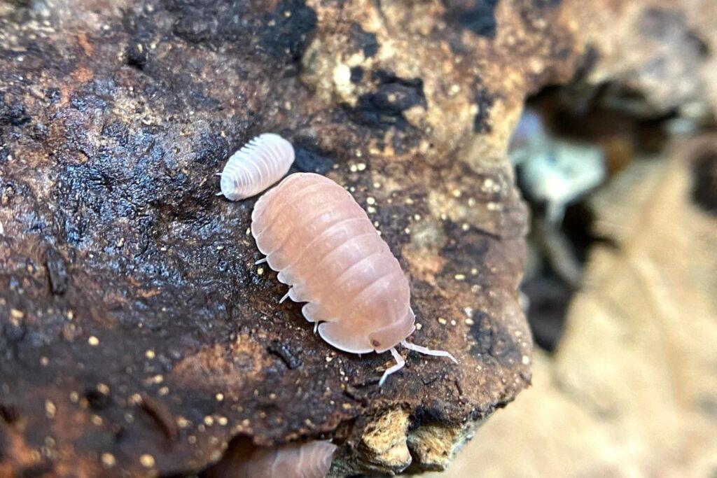 6 Best Isopods for Tokay Gecko Enclosure/Terrariums 2023 Pet Engineers