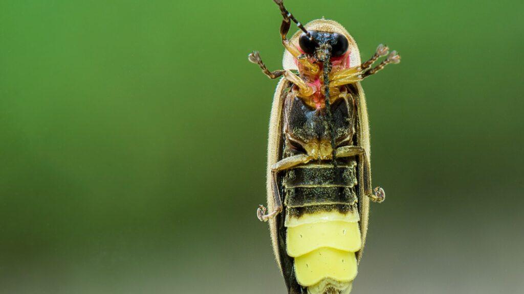 Firefly