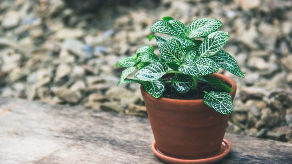 Tokay Gecko Safe & Toxic Plant List Your Guide For 2023 Pet Engineers