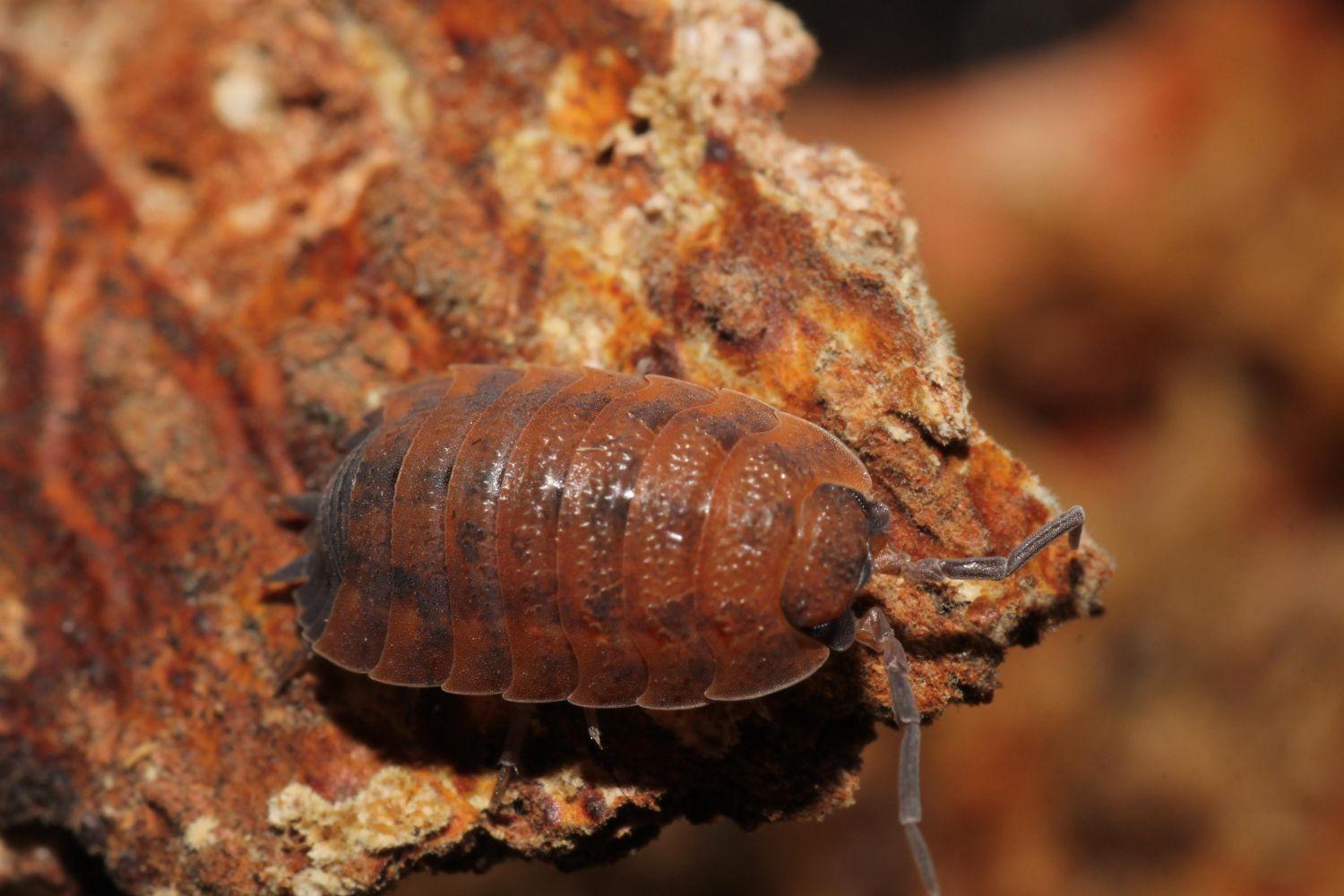 6 Best Isopods for Tokay Gecko Enclosure/Terrariums 2023 Pet Engineers