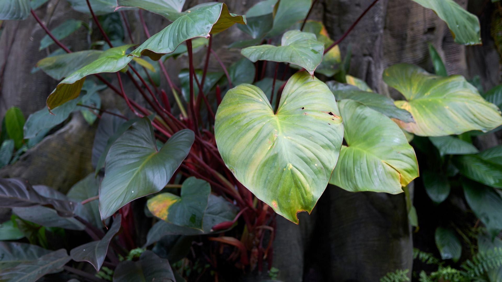 Tokay Gecko Safe & Toxic Plant List Your Guide For 2023 Pet Engineers