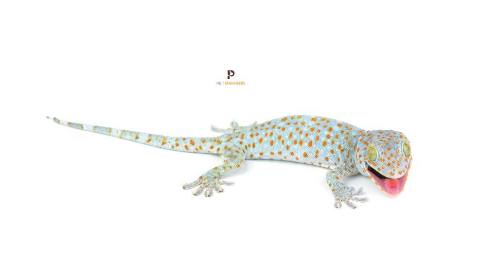 aggressive tokay gecko