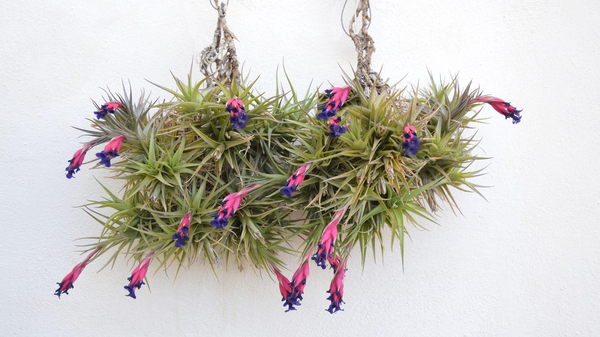 Tokay Gecko Safe & Toxic Plant List Your Guide For 2023 Pet Engineers