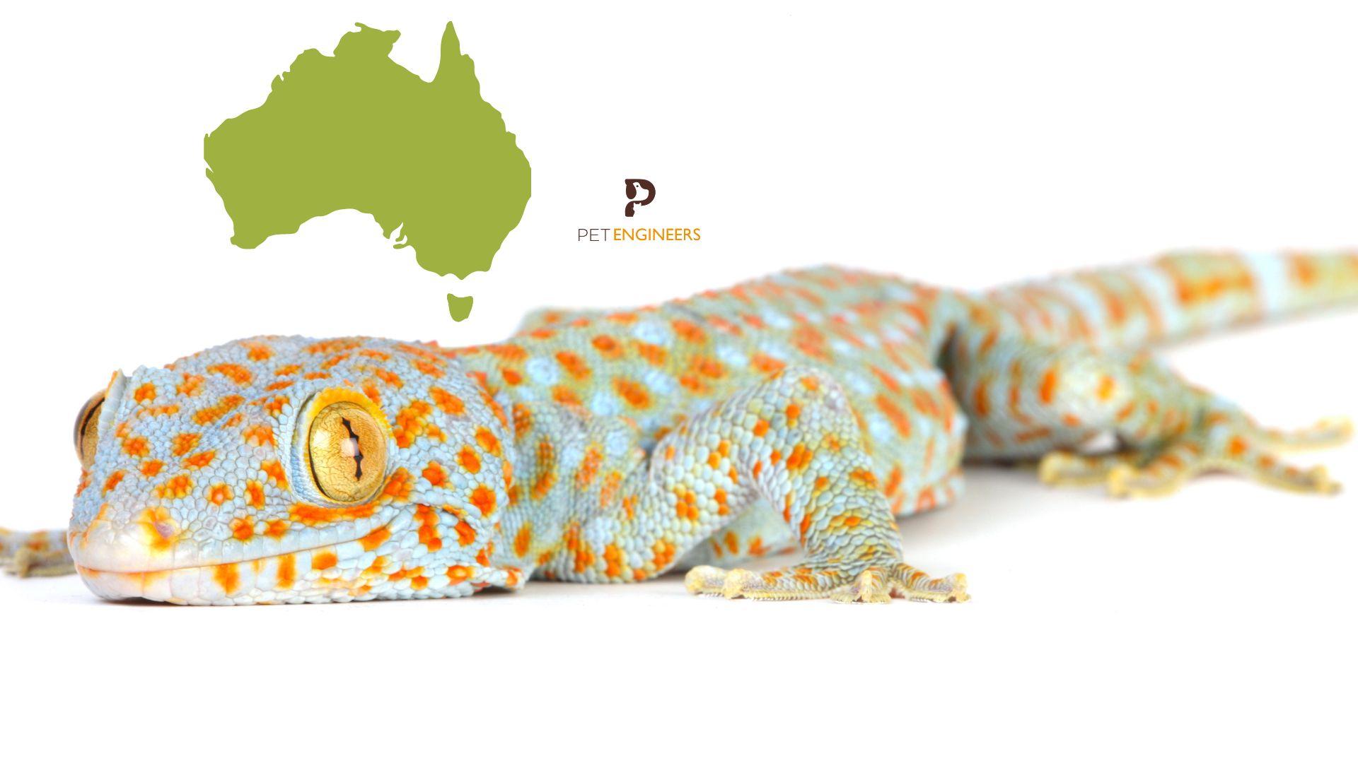 are tokay geckos legal in australia