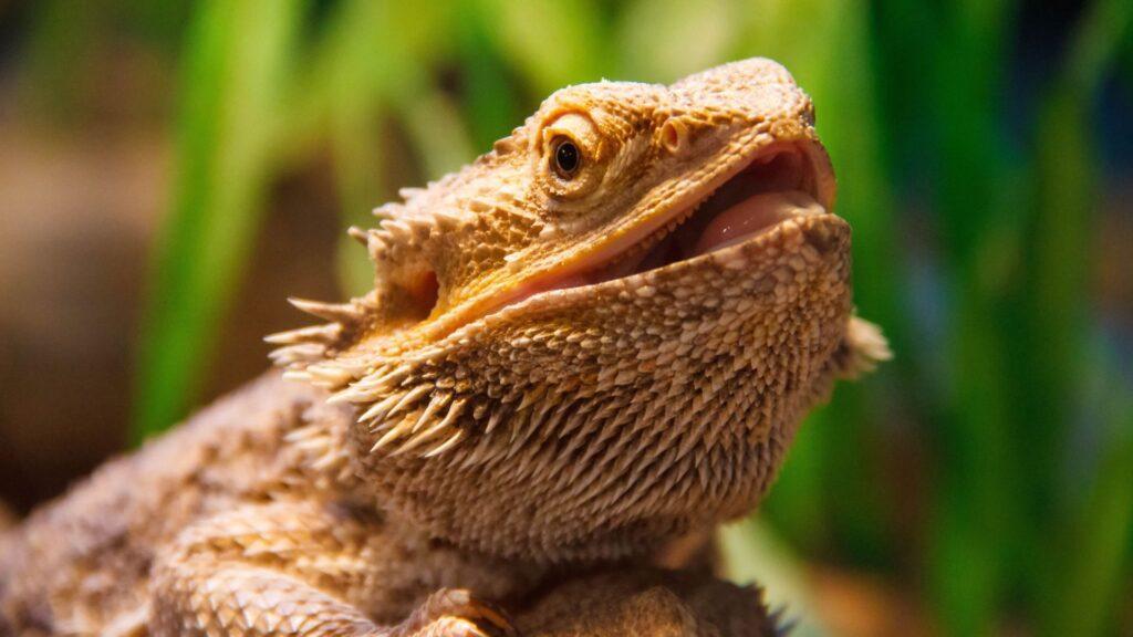 bearded dragon
