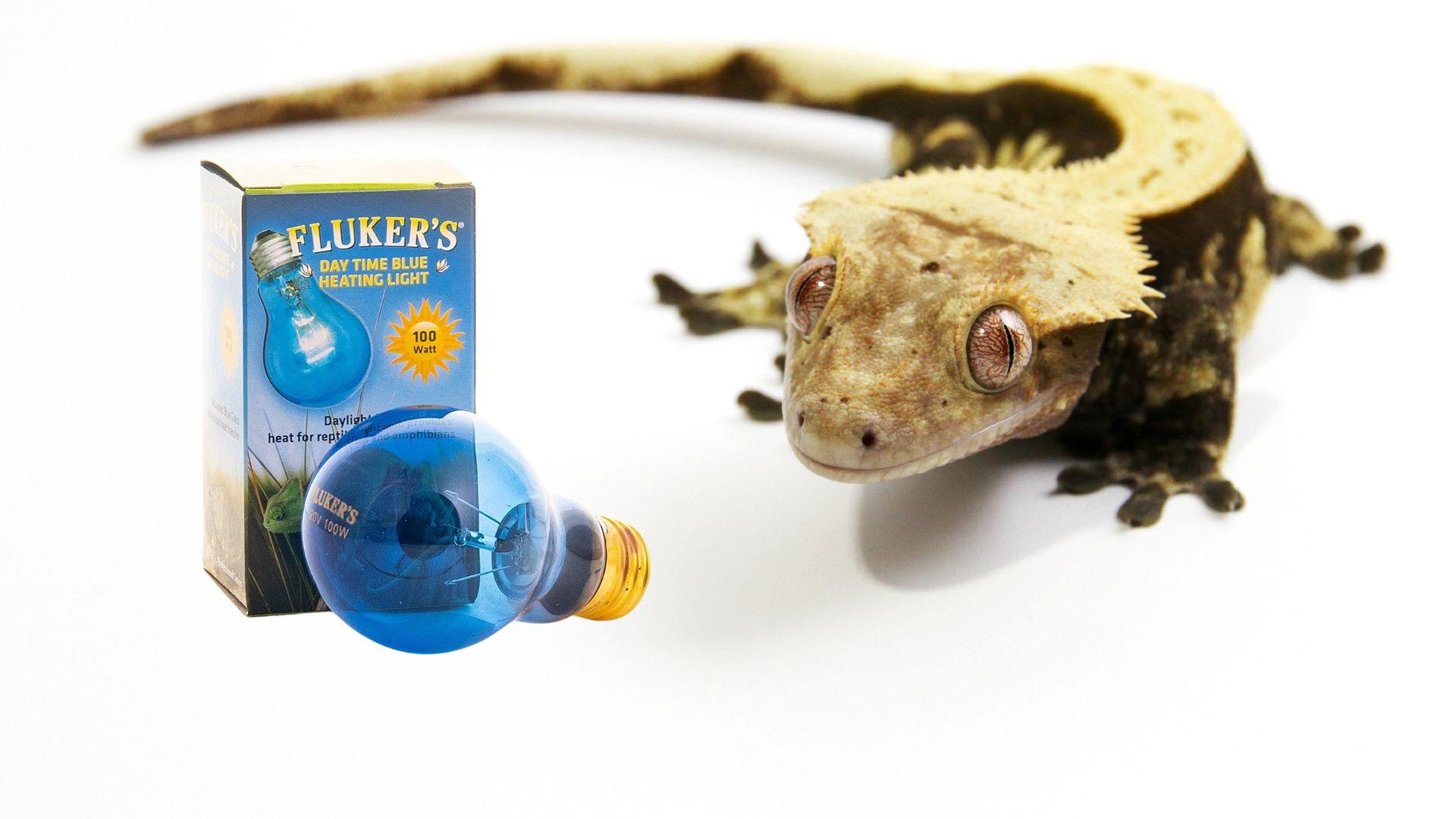 Blue vs Red Lights For Crested Gecko Which is Better? Pet Engineers