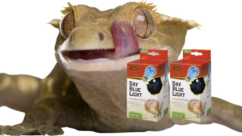 Blue vs Red Lights For Crested Gecko Which is Better? Pet Engineers