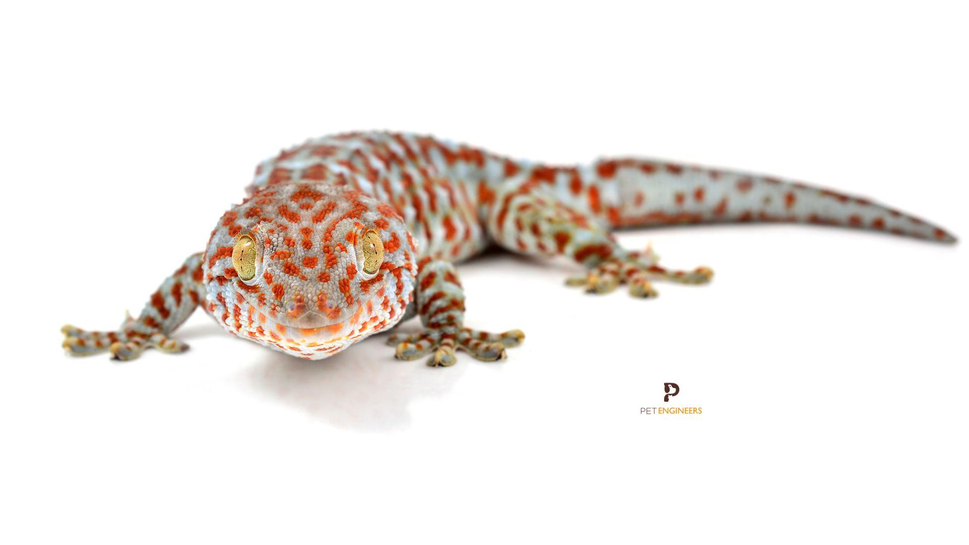 tokay gecko eating mealworms