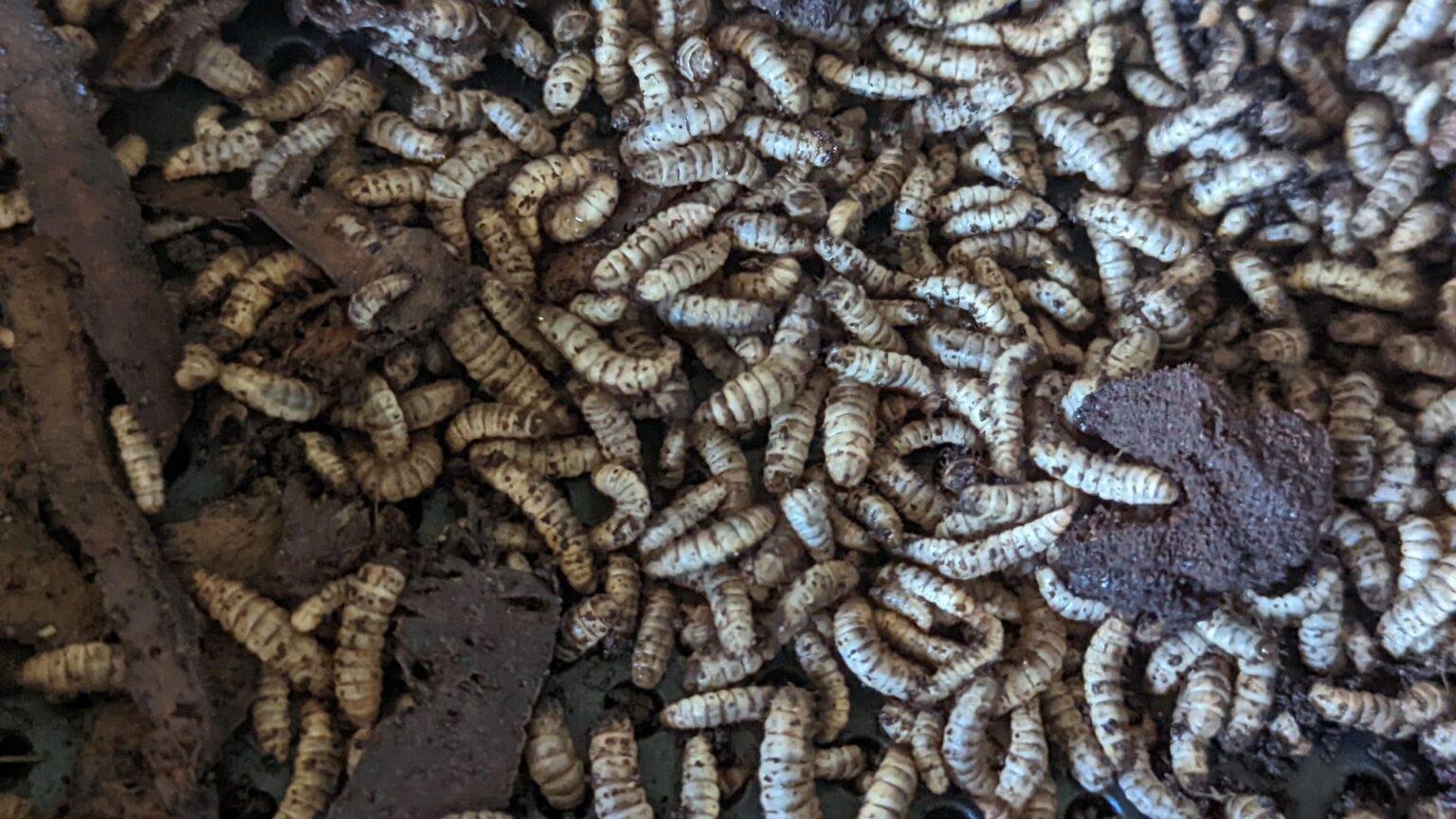 Can Tokay Geckos Eat Calci Worms or Not? Pet Engineers