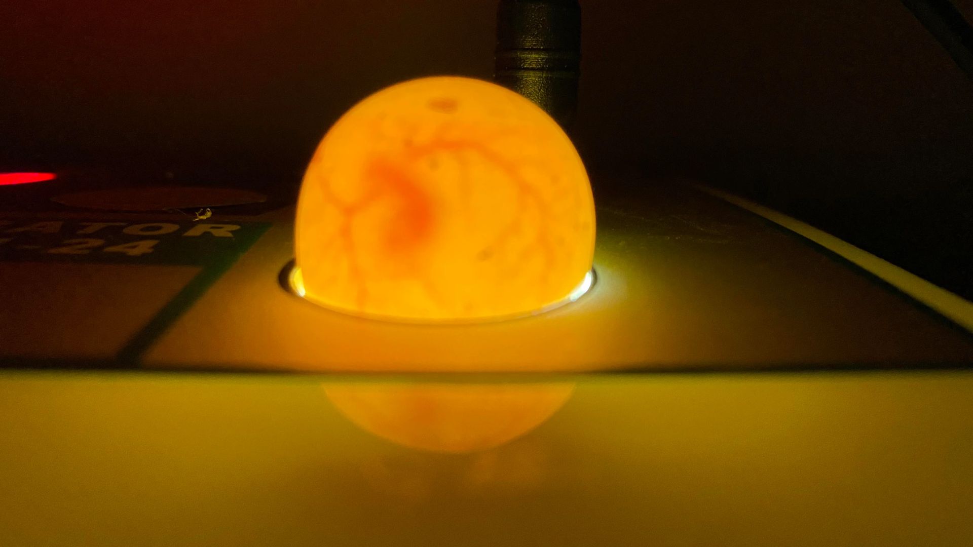 candling an egg
