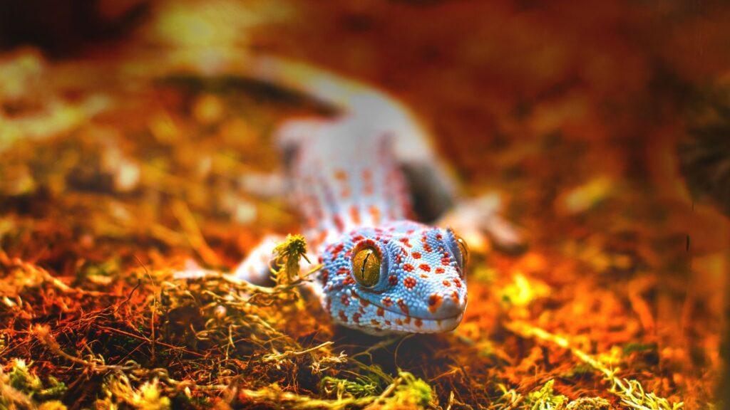 colorful tokay gecko