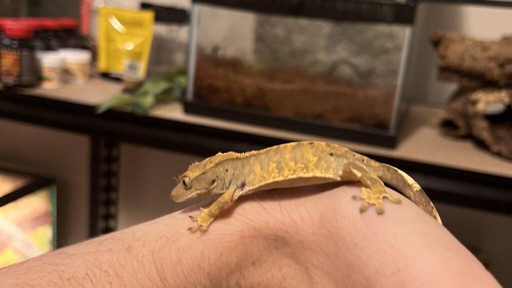 crested gecko