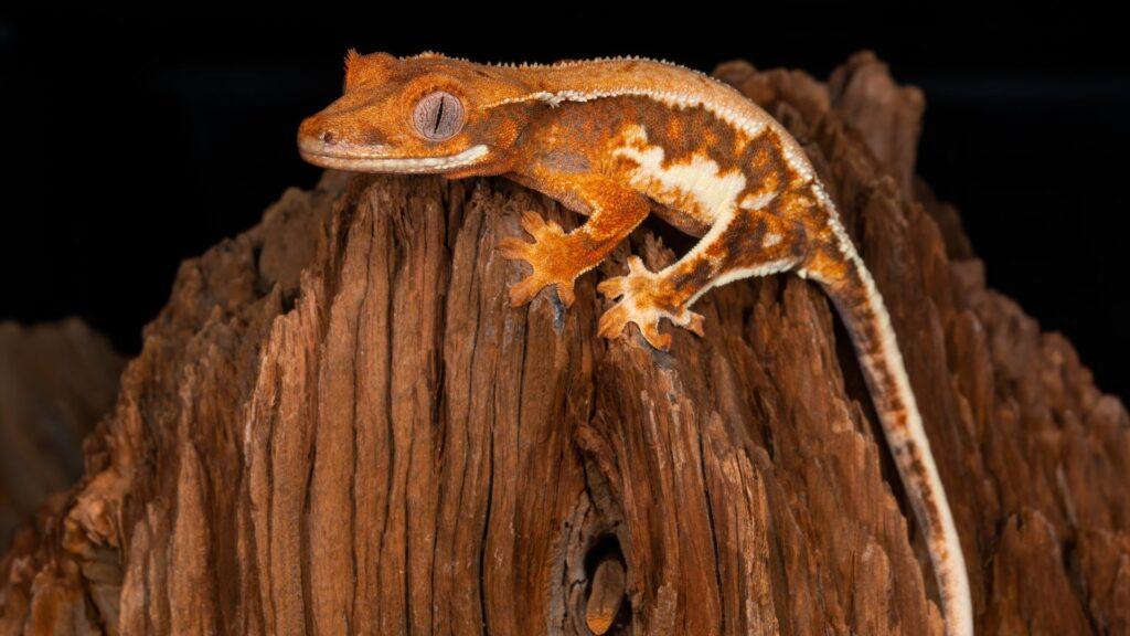 crested gecko