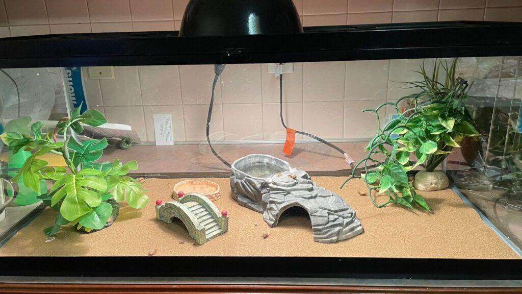 crested gecko enclosure