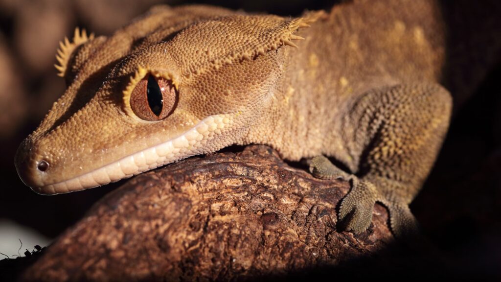 crested gecko in one spot