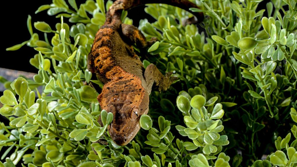 crested gecko in plants