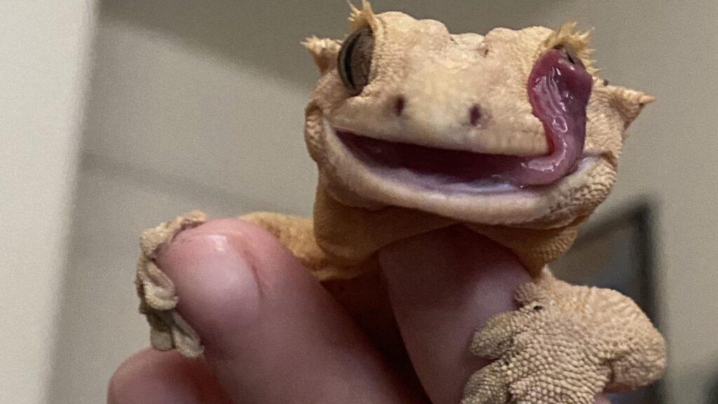 crested gecko wheezing and puff sounds