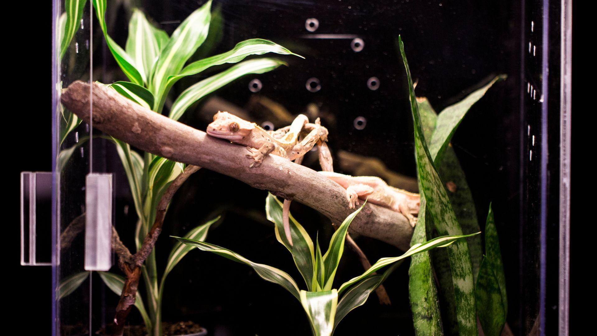 Crested Gecko Temperature Guide 101 What’s The Best Temperature For